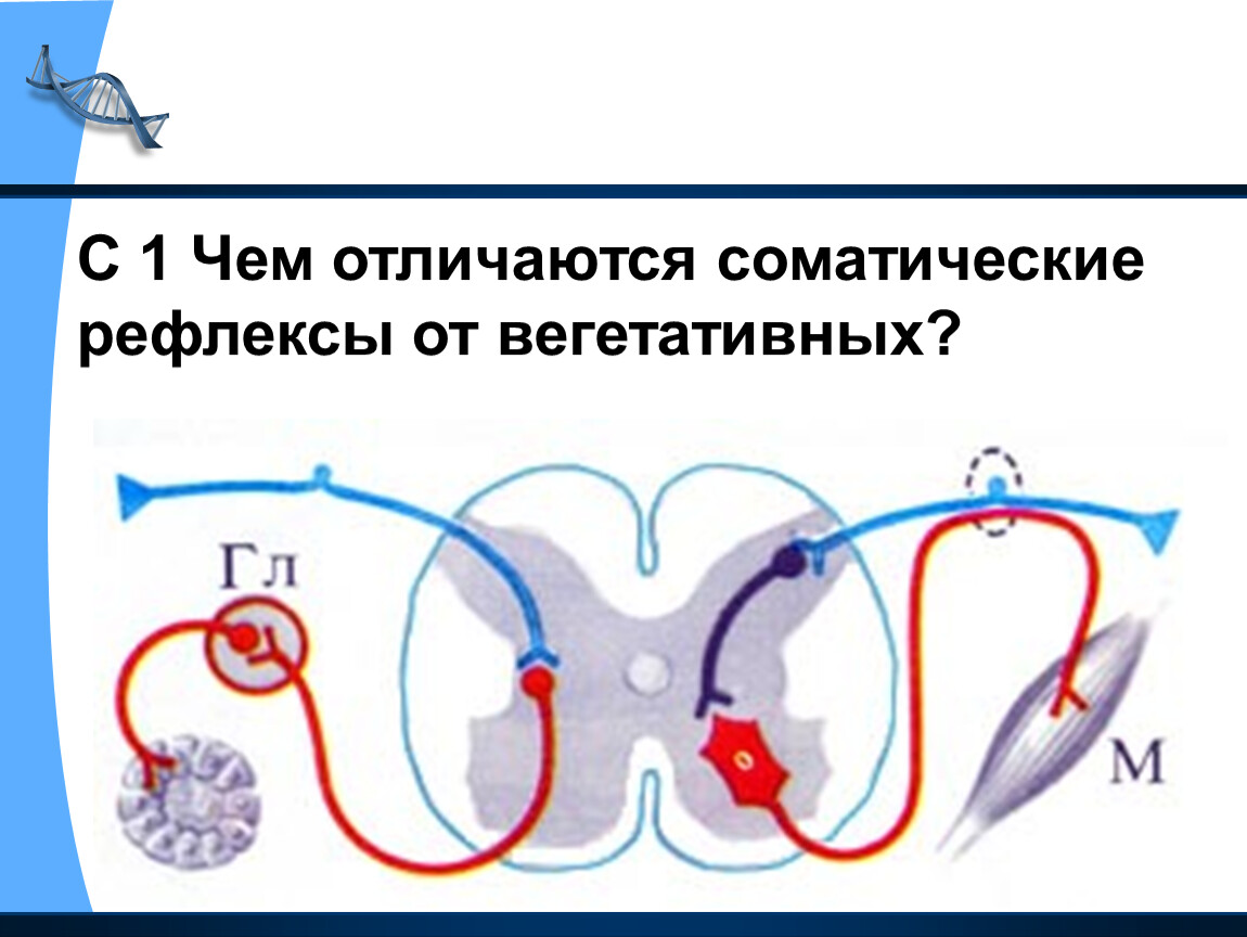 Чем отличается вегетативная. Отличие вегетативного рефлекса от соматического. Вегетативный рефлекс от соматической. Вегетативный и соматический рефлекс различия. Отличие рефлекторной дуги вегетативного и соматического рефлексов.