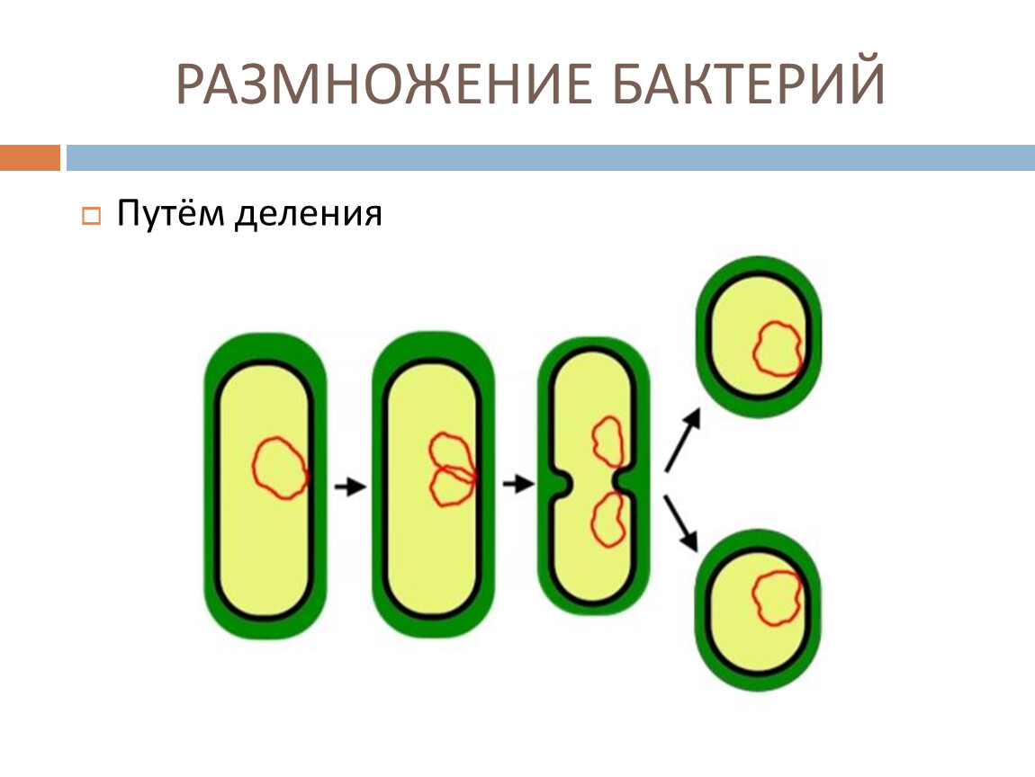 Размножение бактерий примеры. Как размножаются бактерии 5 класс биология.