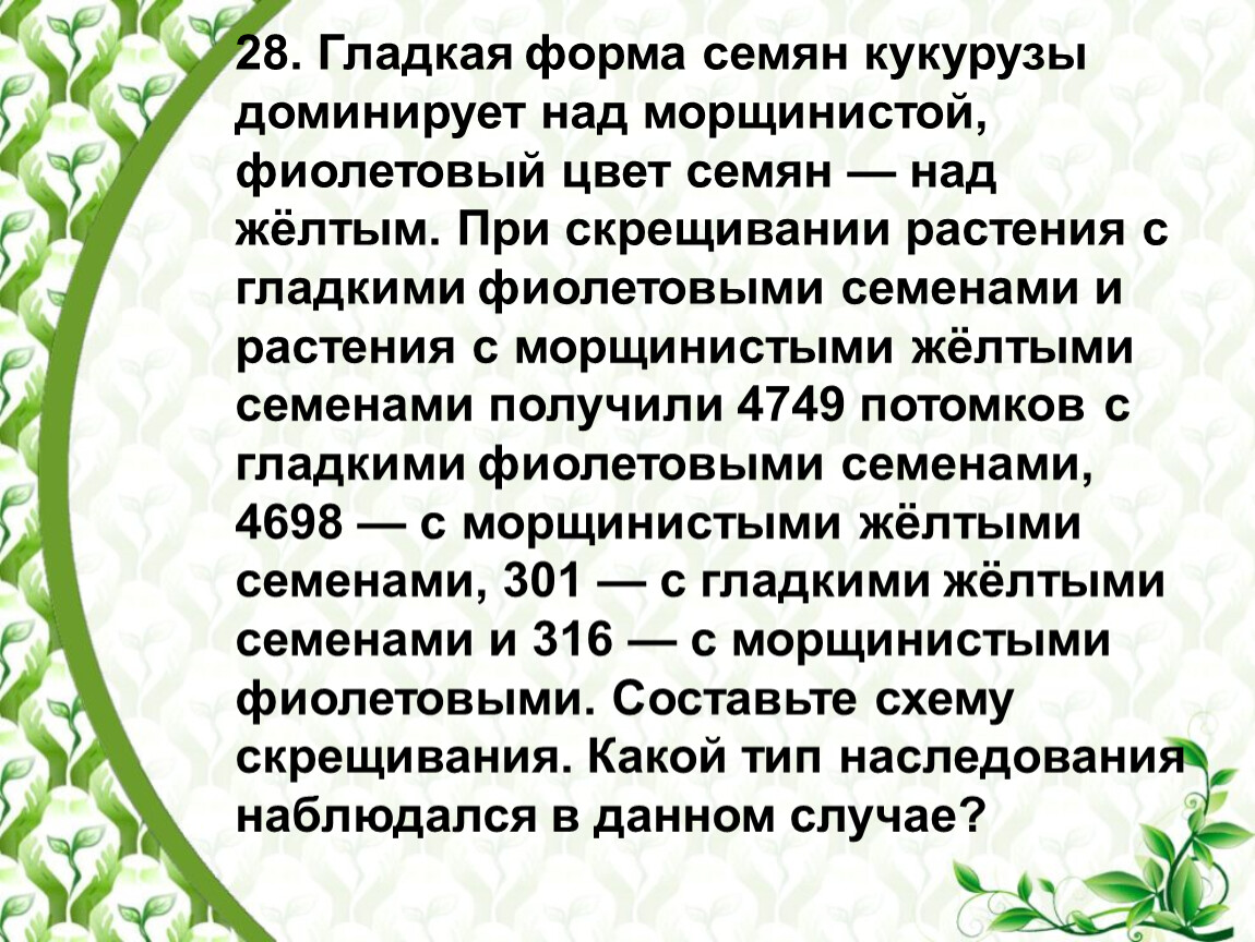 У гороха желтая окраска семян а доминирует. Гладкая форма семян кукурузы доминирует над морщинистой. Гладкая форма семян. Гладкая форма семян кукурузы. Гладкая форма семян кукурузы доминирует над морщинистой фиолетовый.