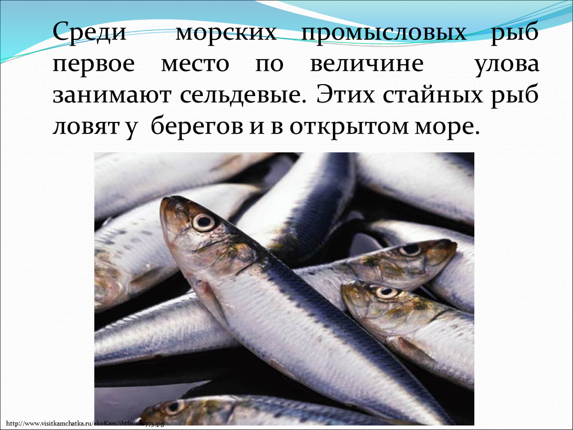 Промысловые рыбы 7 класс. Промысловые рыбы презентация. Доклад на тему промысловые рыбы. Презентация на тему рыболовство. Охранапромословых рыб.