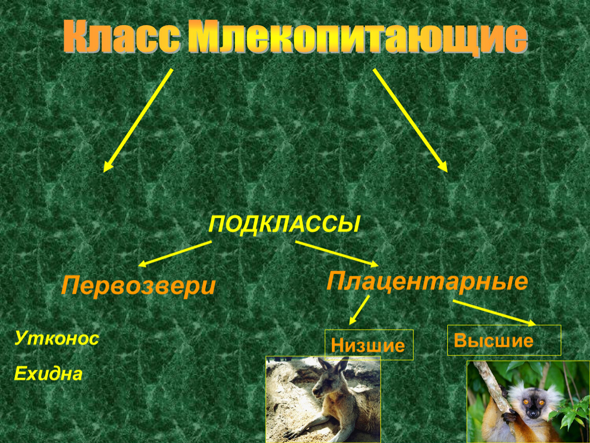 Высшие млекопитающие характеризуются. Отряды млекопитающих. Подкласс Первозвери. Высшие млекопитающие отряды. Подклассы млекопитающих.