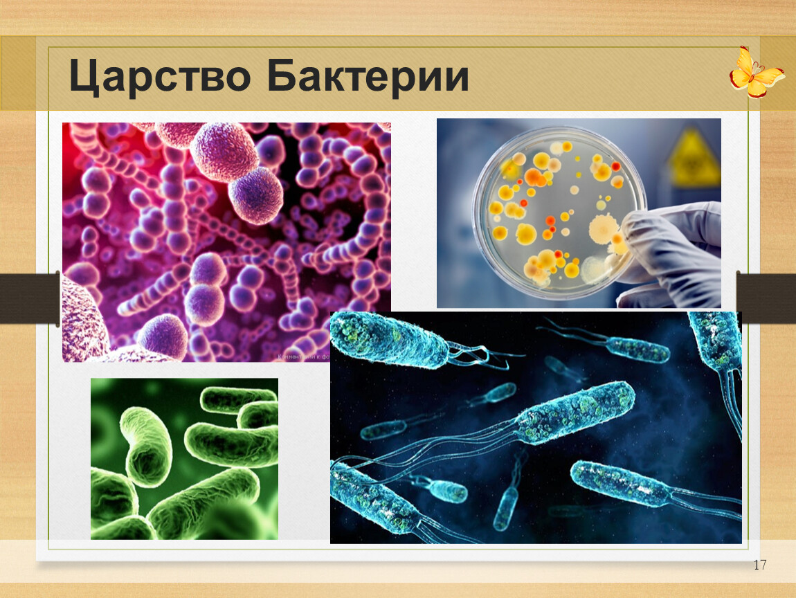 Три примера царства бактерий. Царство бактерий 5 класс биология. Царство бактерий 6 класс биология. Представители царства бактерий. Царство бактерий для детей.
