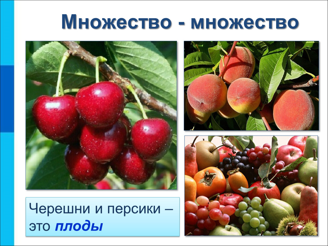 Множество объектов. Отношение объектов и их множеств. Отношение между 2 множествами объектов. Объект плод пример объекта.