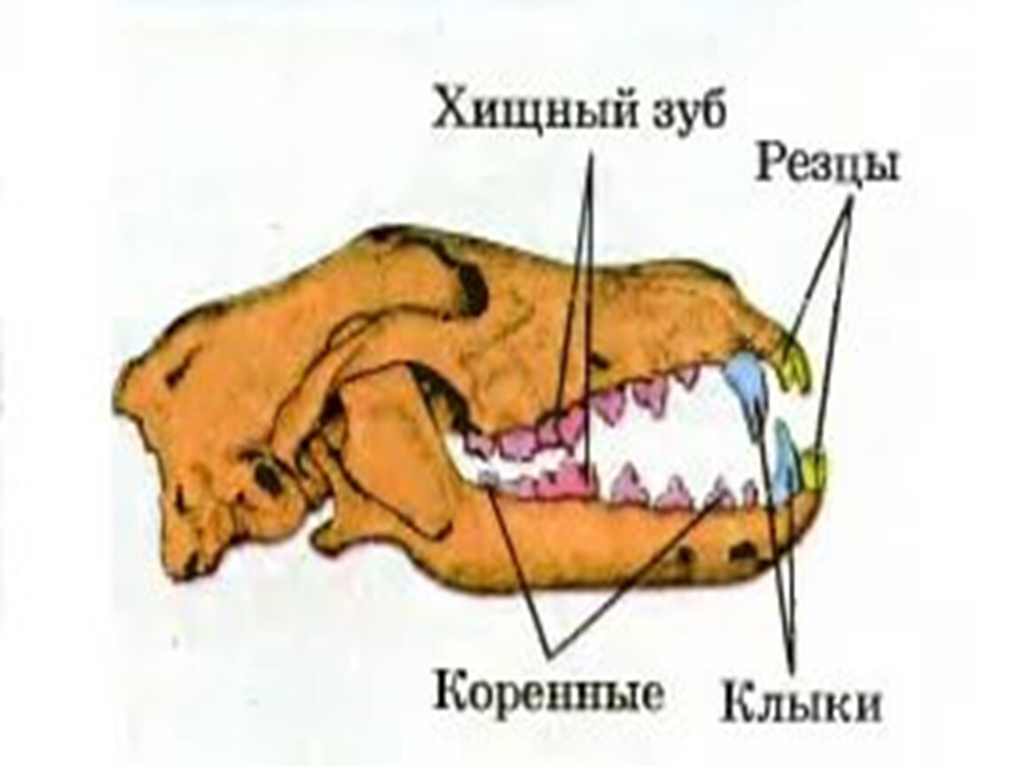 Почему зубы млекопитающих отличаются. Строение зубов хищных млекопитающих. Отряд Хищные строение зубов. Зубная система млекопитающих анатомия.