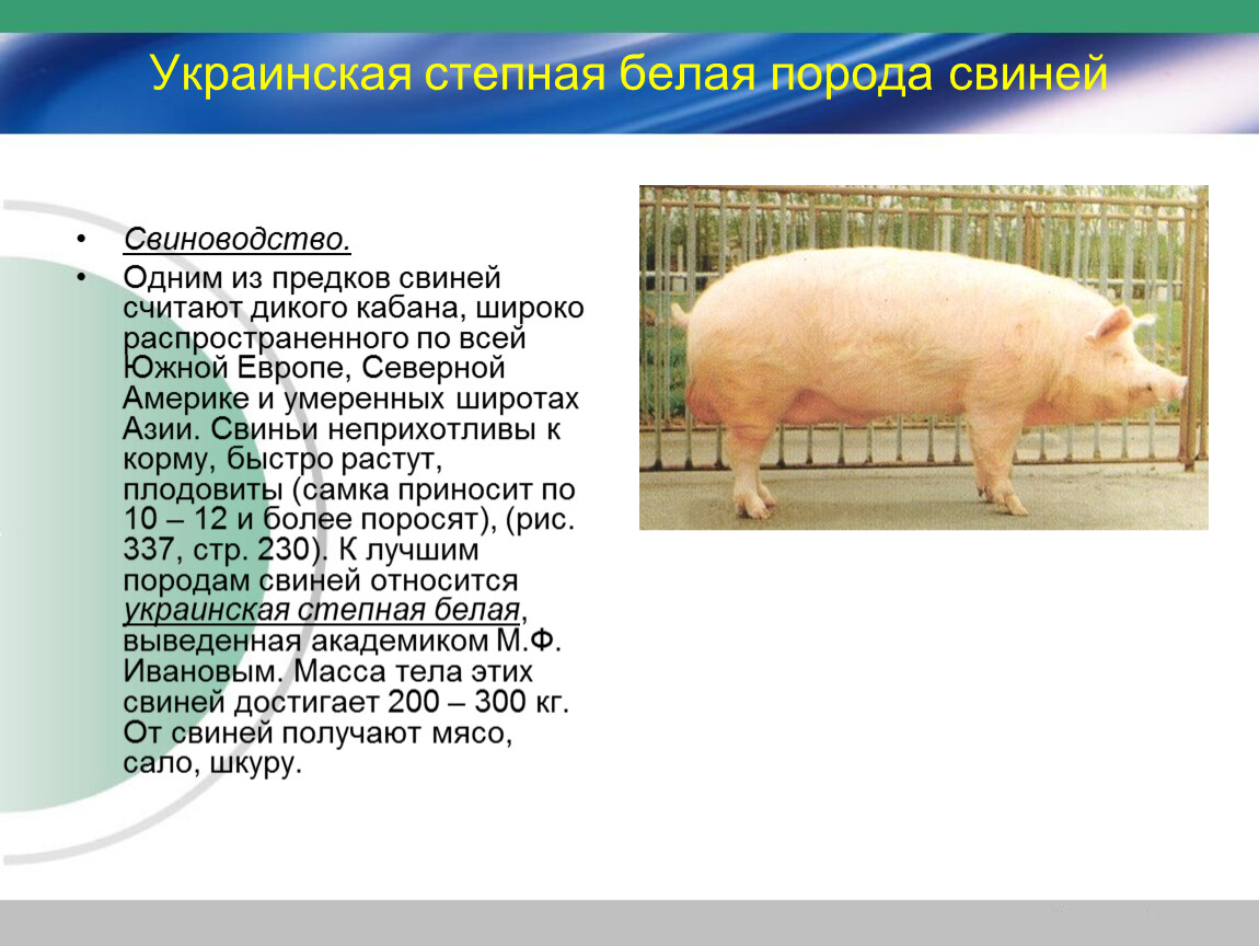 Свинья информация. Породы свиней мясные беконные сальные. Украинская Степная белая свинья. Украинская Степная порода свиней. Украинская белая порода свиней.