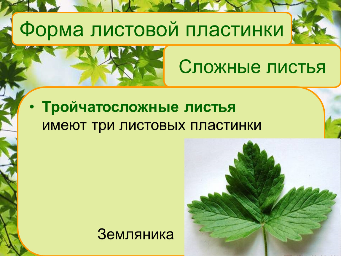 Какое жилкование листа у земляники. Земляника Лесная форма листовой пластинки. Жилкование листовой пластинки земляники. Тип жилкования листа земляники. Лист земляники форма листовой пластинки.