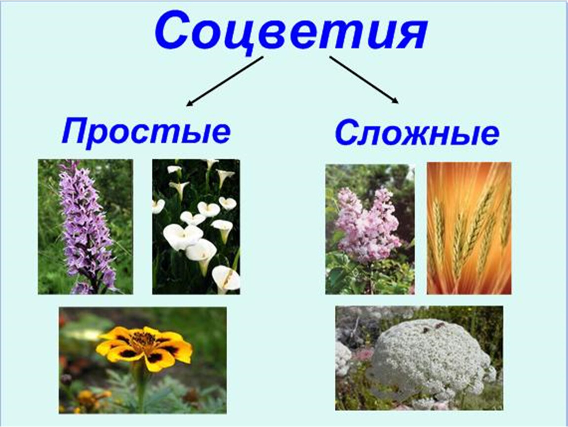 Соцветия биология 6. Соцветия презентация. Презентация по биологии соцветия. Соцветия 6 класс презентация. Презентация по биологии на тему Соцветик.