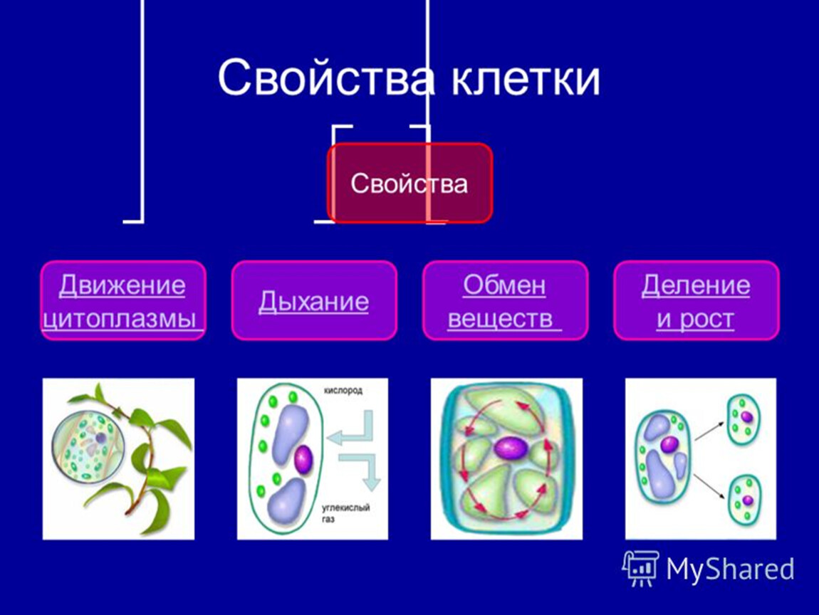 Какая наука изучает рост клетки. Процесс жизнедеятельности клетки 5 класс биология деление клетки. Жизнедеятельность клетки 5 класс биология деление клетки. Процессы жизнедеятельности клетки рост. Жизнедеятельность клетки 5 класс биология схема.