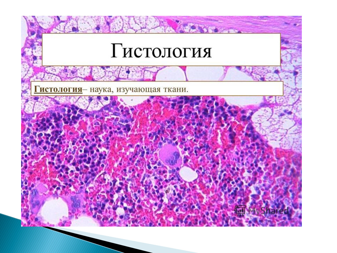 Гистология. Гистология наука. Что изучает гистология. Гистология наука о тканях.