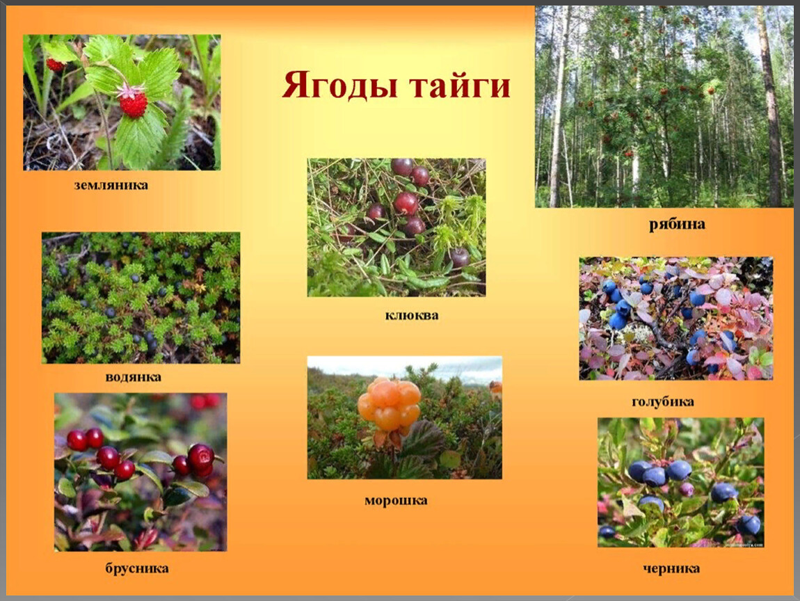 Растения растущие в россии список. Растения ягоды тайги в России. 2 Ярус растений тайги. Растения растущие в тайге. Таежные ягоды названия.