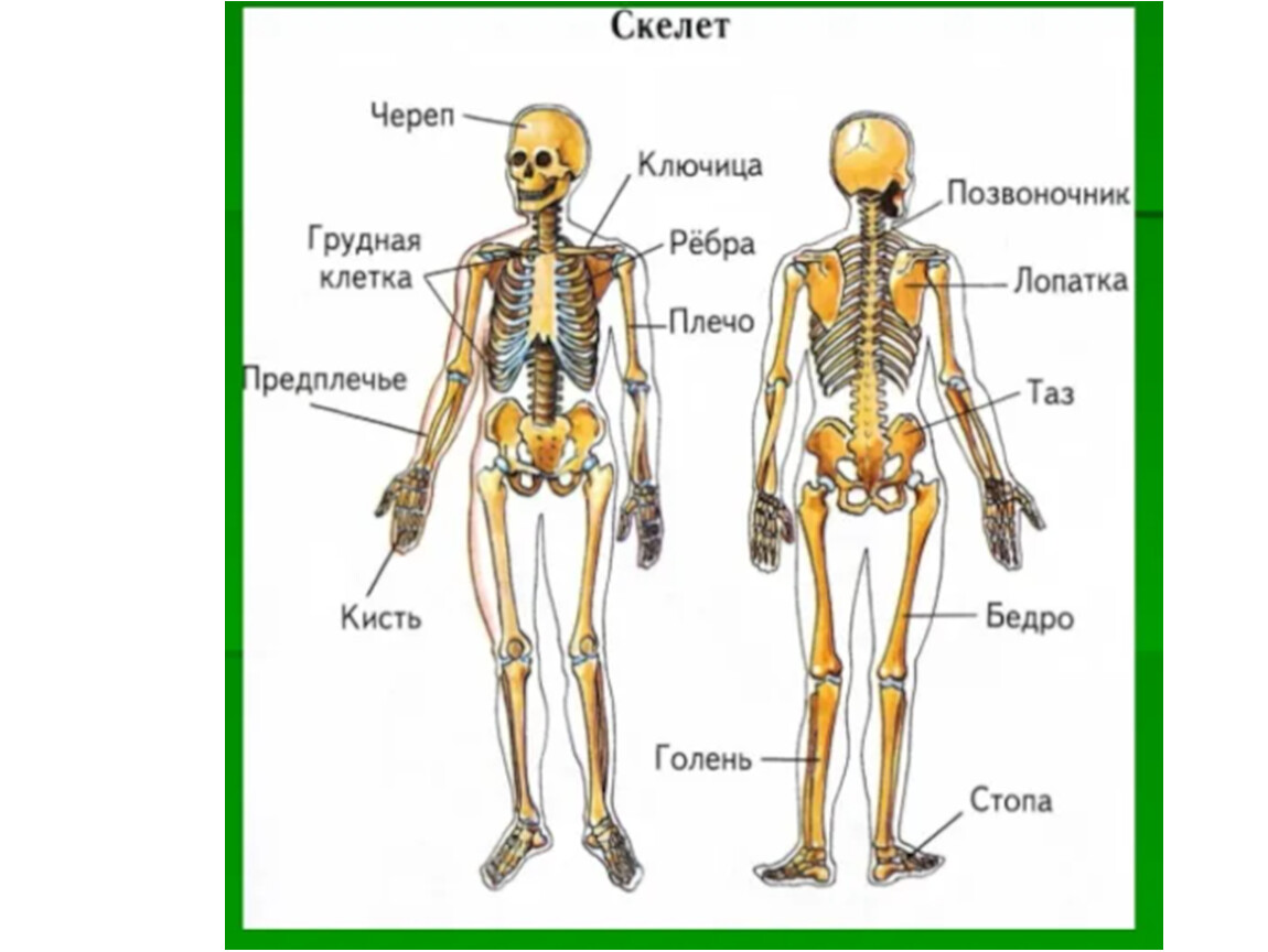 Голень у человека где находится 4 класс. Скелет и органы человека 4 класс. Скелет человека строение 4 класс. Строение скелета человека 4 класс окружающий мир. Части скелета 4 класс.