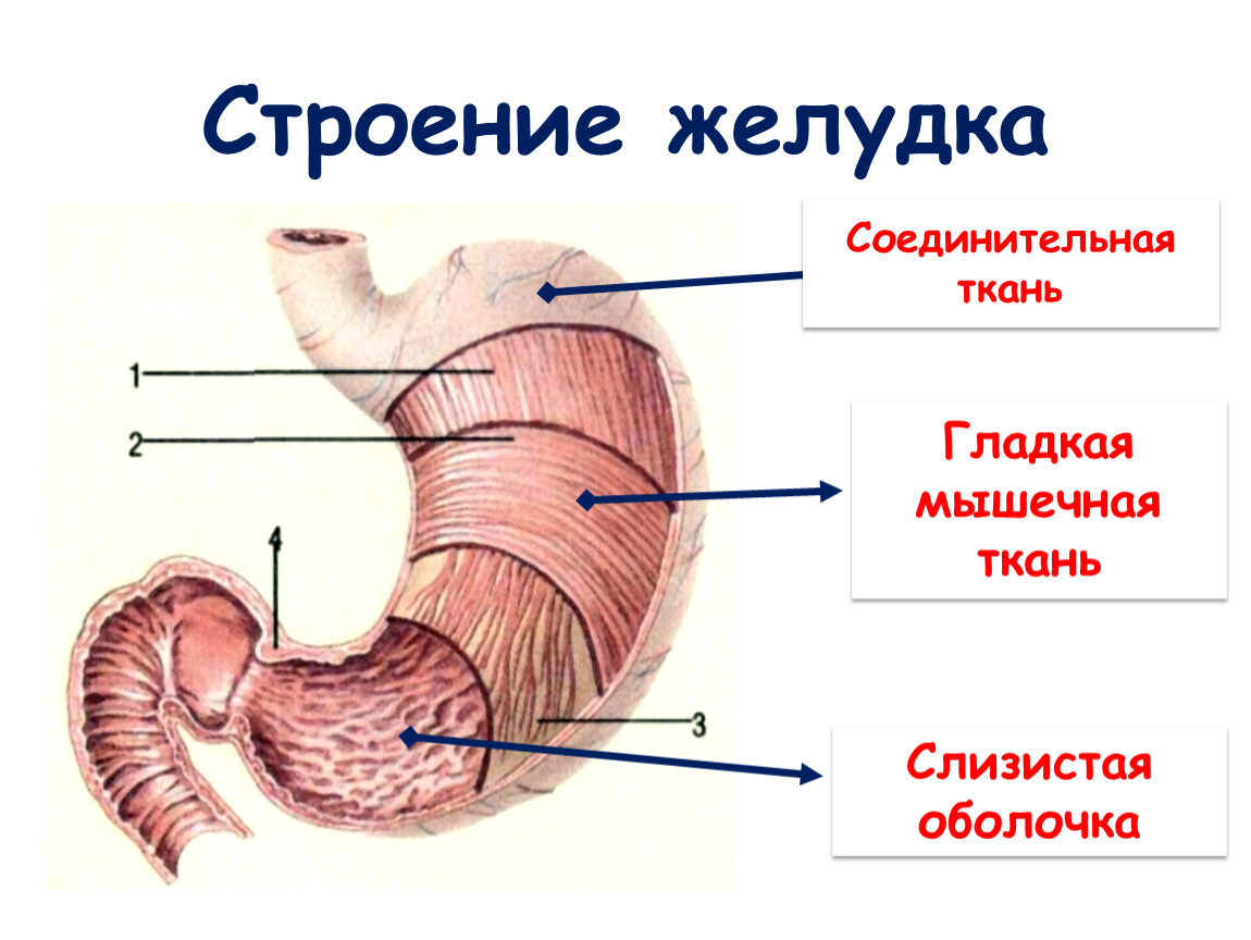 Желудок на схеме человека