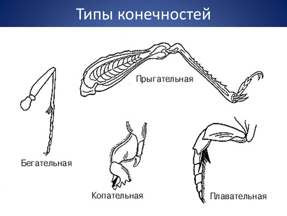 Рисунок конечности варана