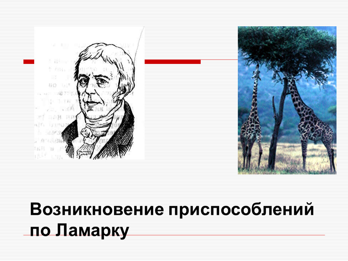 Возникновения приспособлений. Возникновение приспособлений. Возникновение приспособлений биология. Возникновение приспособлений Ламарк. Причины приспособленности по Ламарку.