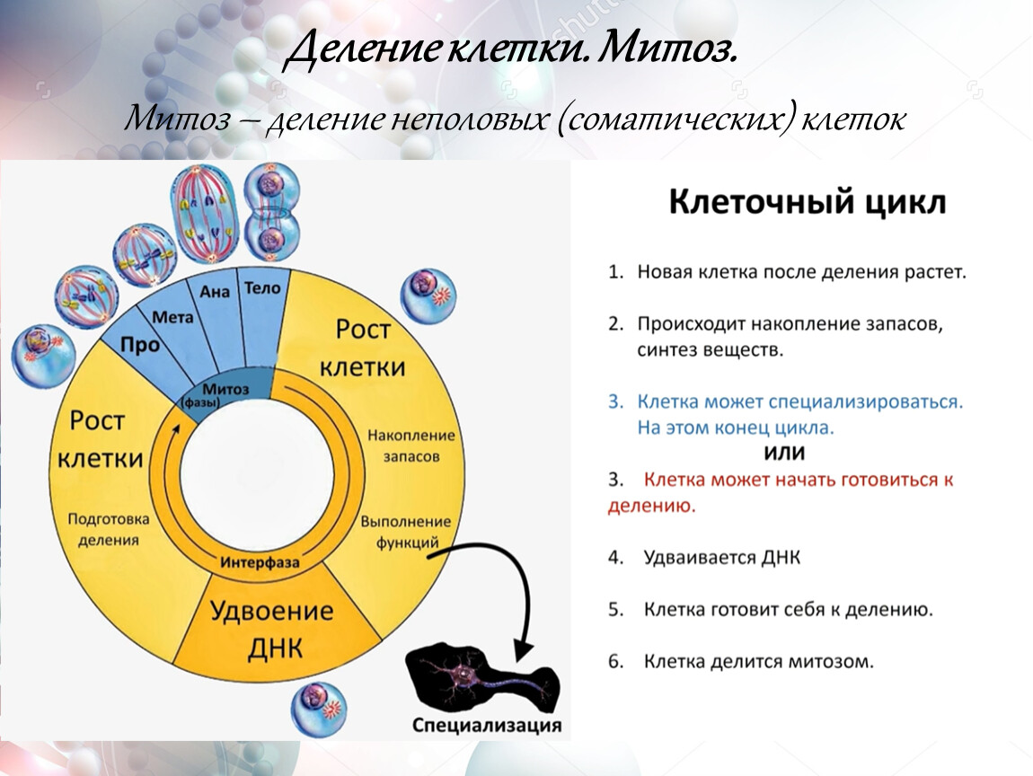 Биология 10 класс деление клетки презентация 10 класс