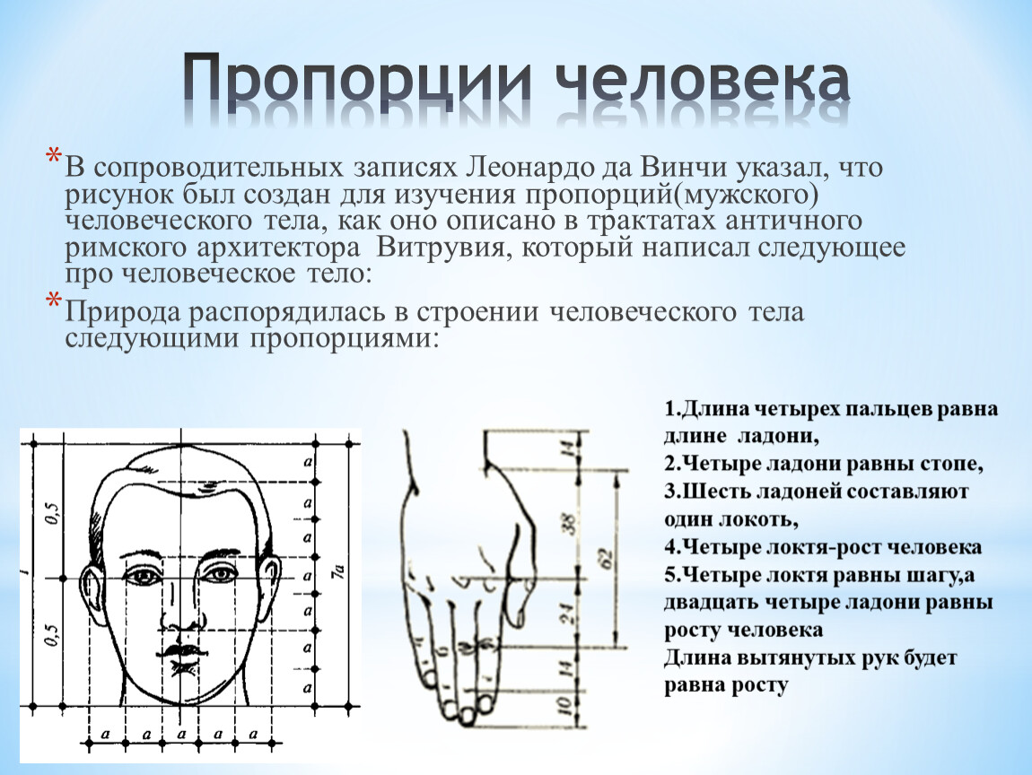 Высота равна длине. Пропорции головы и плеч человека. Пропорции тела человека анатомия в цифрах. Основные пропорции человеческого тела. Пропорции лица и тела.