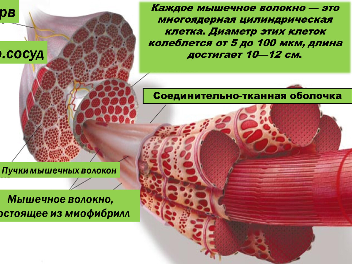 Мышечное волокно состоит из. Соединительная тканная оболочка мышцы. Мышечное волокно. Строение мышечной клетки. Мышца пучок мышечных волокон мышечное волокно.