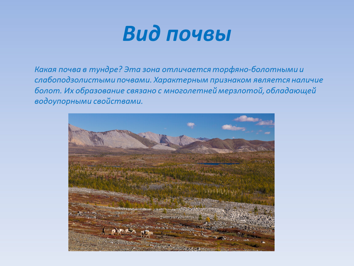 Для зоны тундр россии характерны. Природные зоны России тундра климат. Природная зона тундра почва. Почвы тундры тундры. Тундра лесотундра тундрово-глеевые.