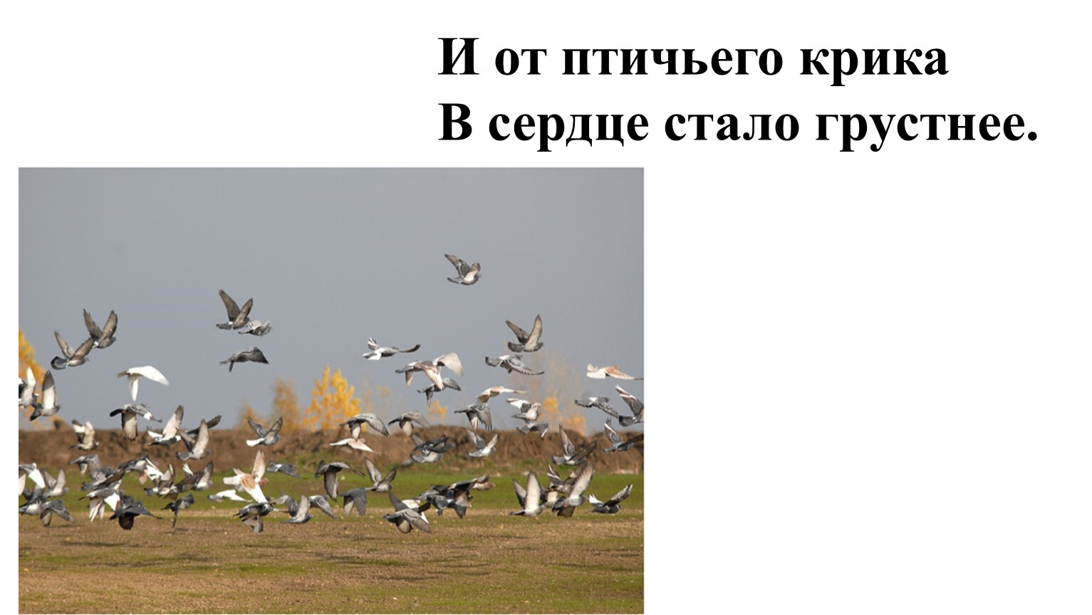 Птичий крик. И от птичьего крика в сердце стало грустнее. И от птичьего крика. Голубиный крик. Птичьего крика в сердце.