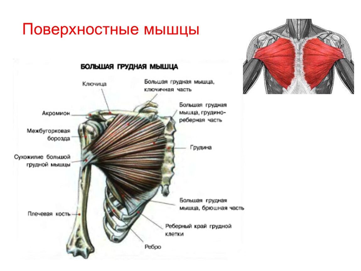 Малая грудная мышца картинка