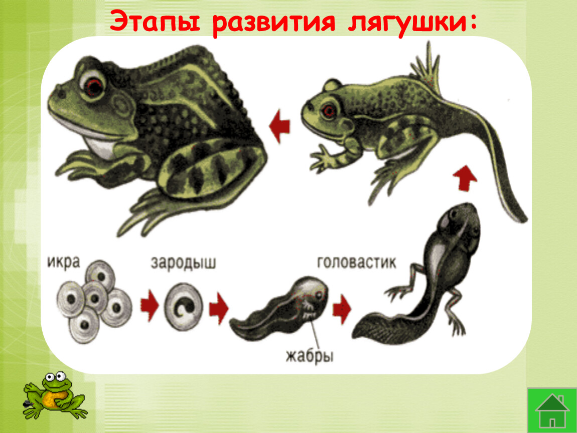 Окружающий мир размножение развитие животных. Стадии развития животных лягушка. Этапы размножения лягушки. Этапы развития земноводных. Стадии развития земноводных.