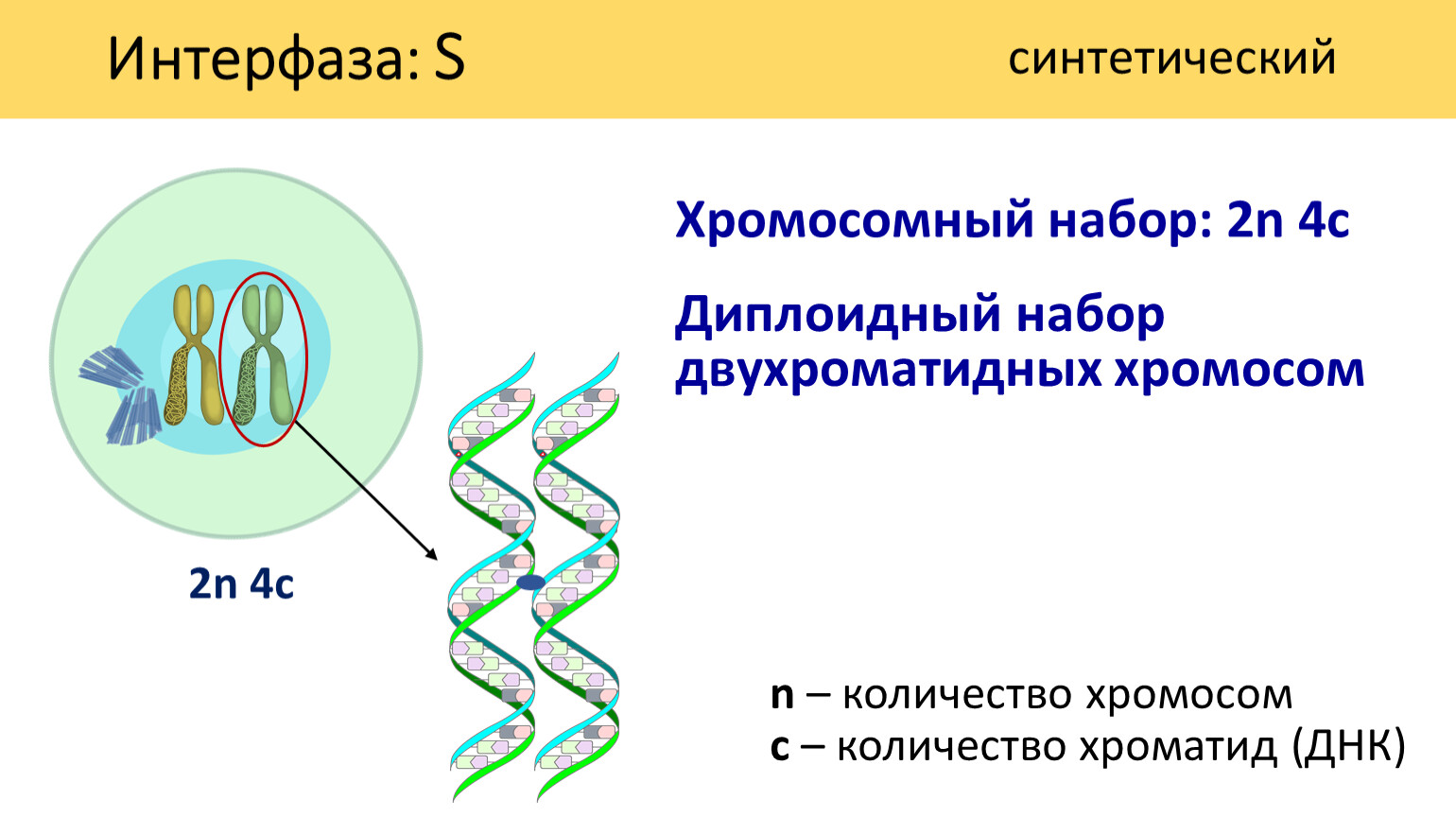 сперма сколько хромосом фото 22