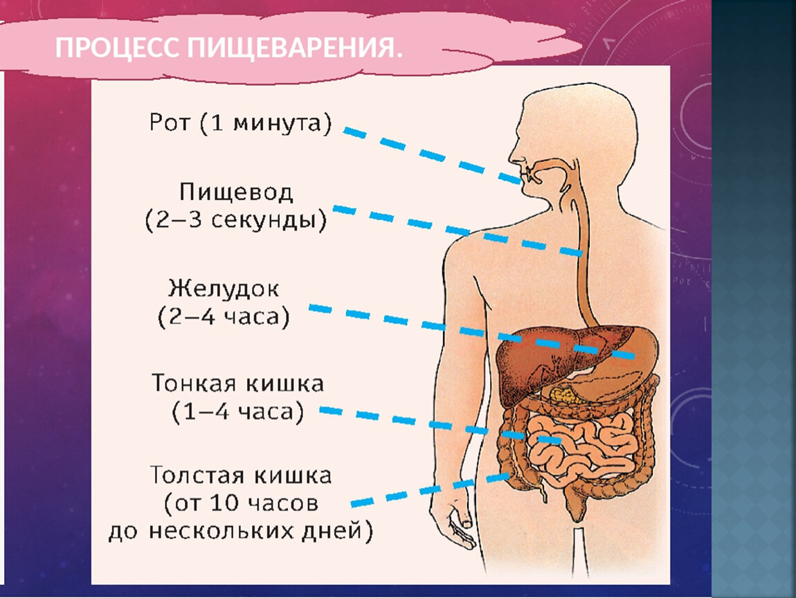 Презентация органы пищеварения 8 класс биология