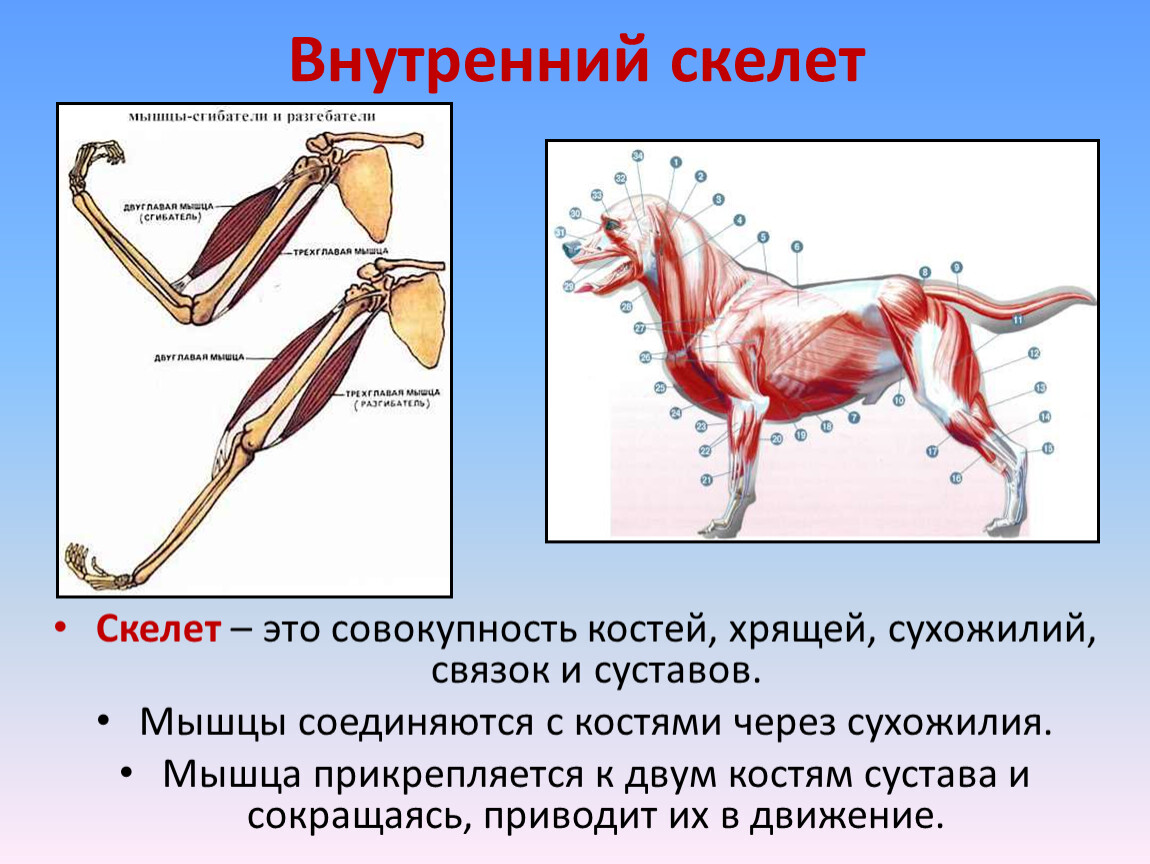 Внутренний скелет главный. Внутренний скелет. Внутренний скелет животных. Эволюция опорно двигательной системы внутренний скелет. Двигательная система животных.