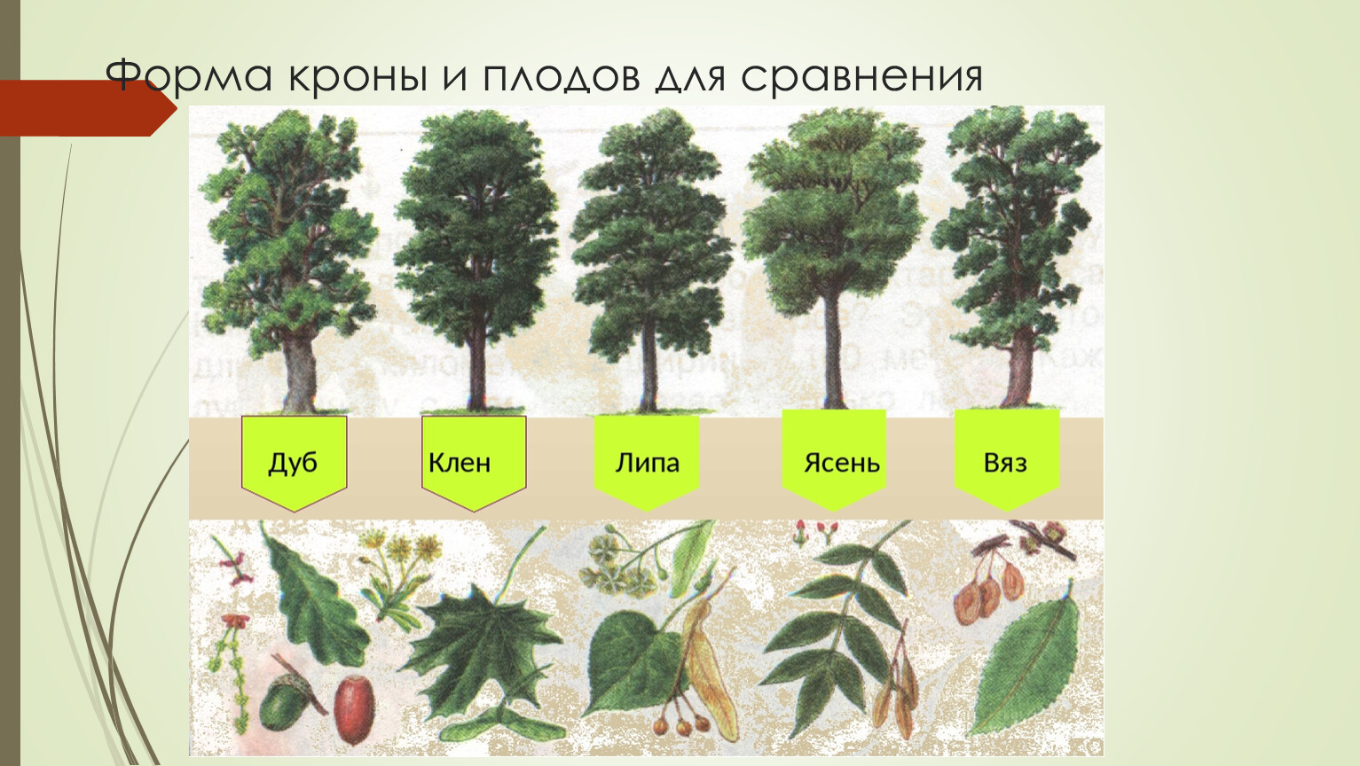 Высокое дерево определить род. Деревья клен дуб осина ясень. Лиственные деревья клен дуб береза.