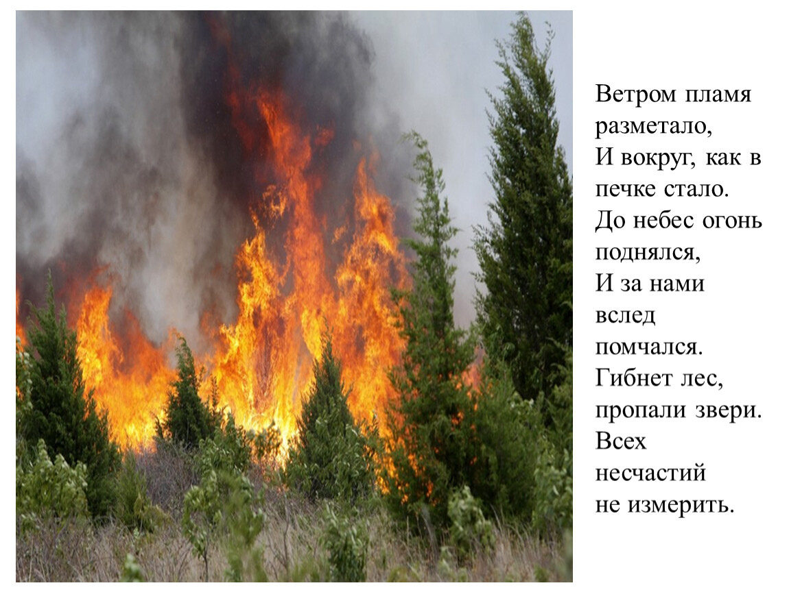 Проект береги лес. Берегите Лис от пожара. Берегите лес о пожара. Береги лес от пожара. Надпись берегите лес от пожара.