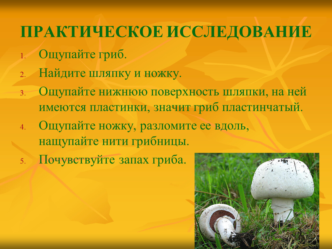 Проект на тему грибы ЯНАО.