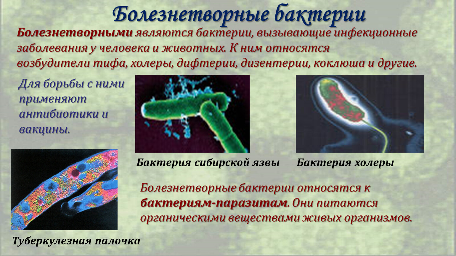Болезнетворные бактерии доклад