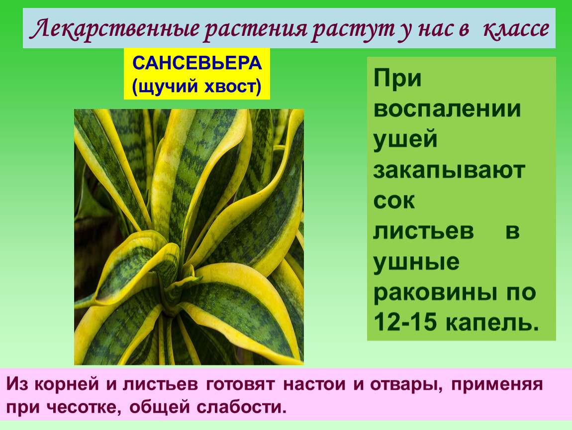 Откуда сансевьера. Сансевьера Родина растения Родина. Сансевиерия Родина растения. Родина сансевьеры комнатного растения. Родина Сансевиерия комнатного растения.