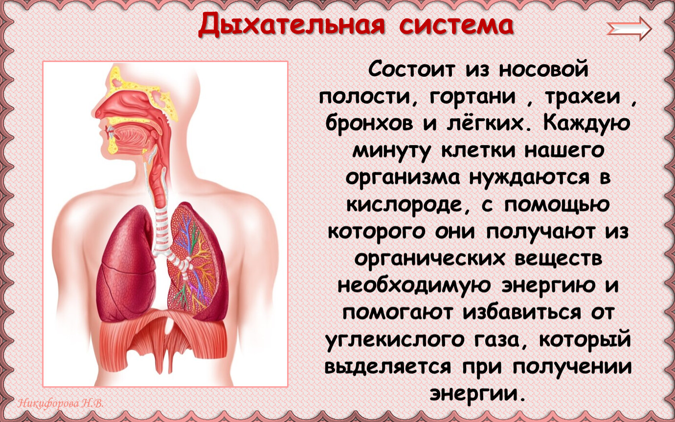 Носовая полость гортань трахея бронхи