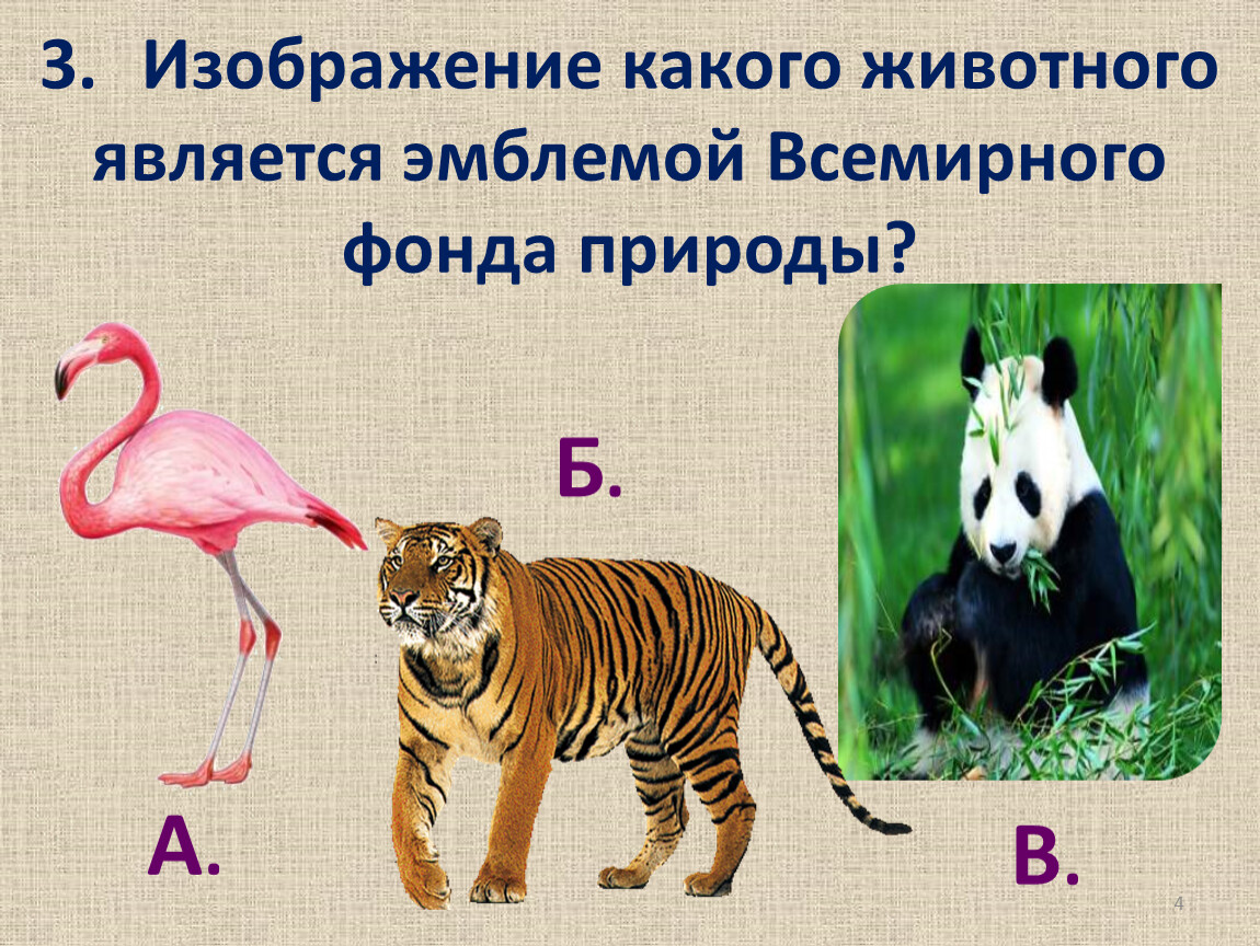 Какое животное является эмблемой. Картинку какого то животного. Какое животное может стать эмблемой. Какое животное может стать эмблемой в России.