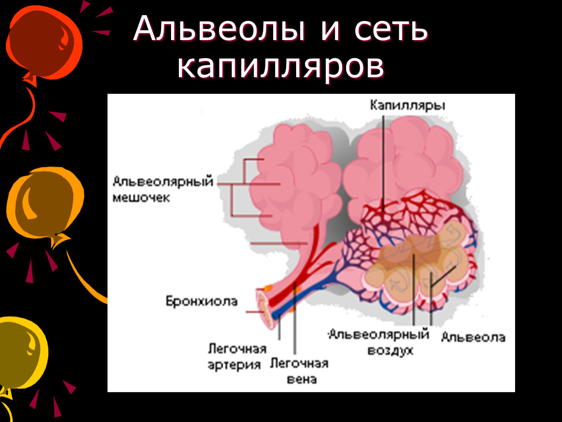 Капилляры альвеол. Капиллярная сеть альвеол. Альвеолы легочные капилляры. Строение альвеолы и капилляра.