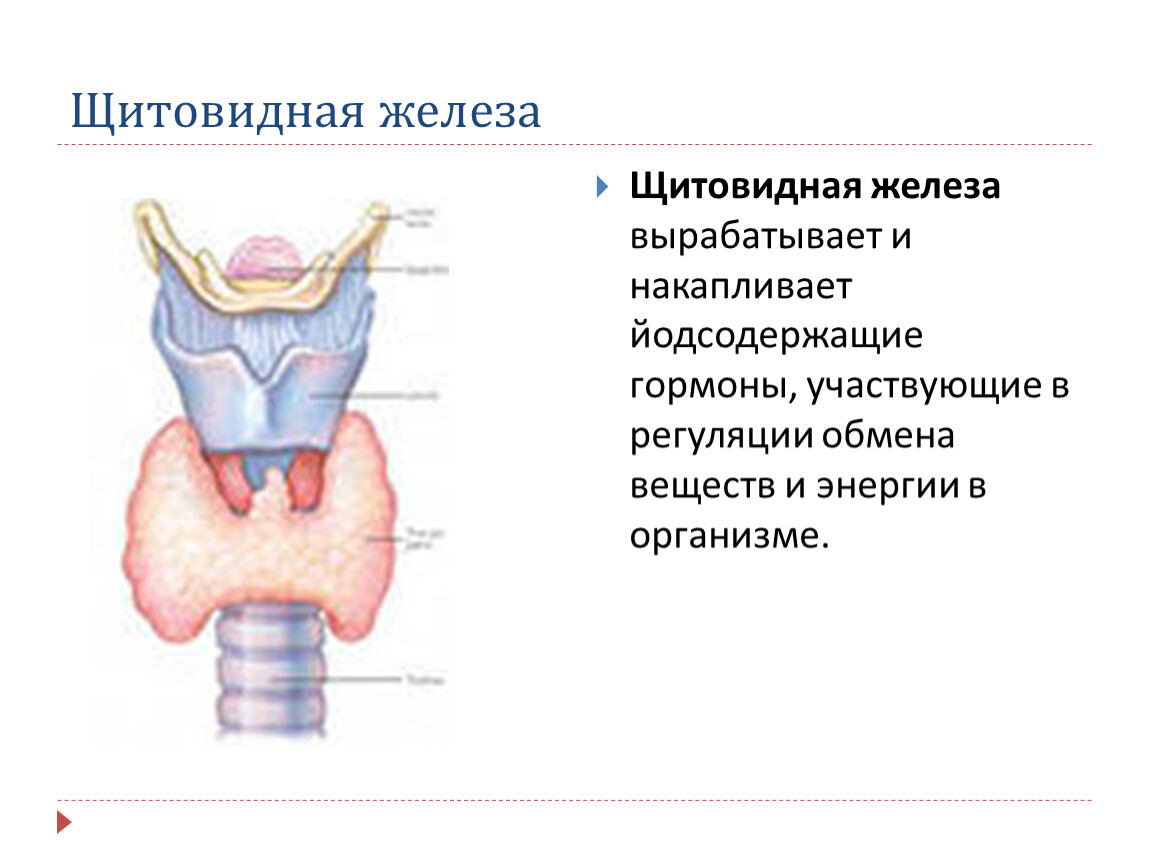Щитовидная железа биология 8 класс. Железы внутренней секреции щитовидная железа. Строение щитовидной железы внутренней секреции. Тип секреции щитовидной железы. Щитовидная железа внутренняя и внешняя секреция.