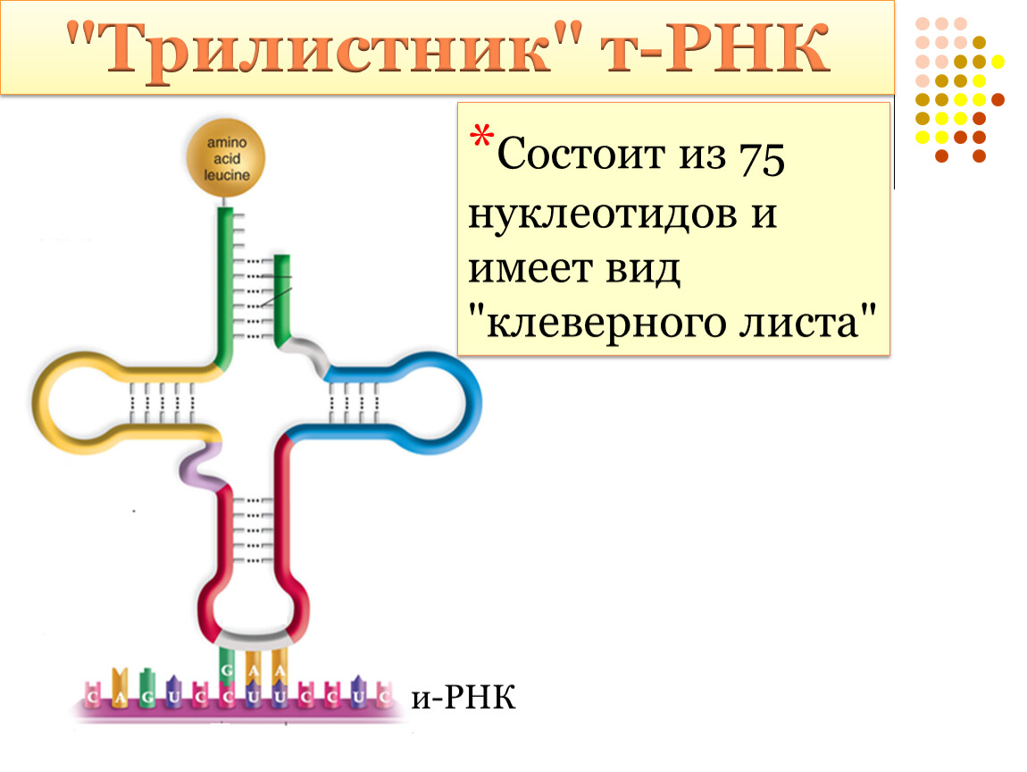 Презентация синтез белка в клетке