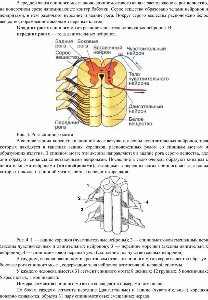 В средней части спинного мозга около спинномозгового канала расположено серое вещество , на поперечном срезе напоминающее контур бабочки