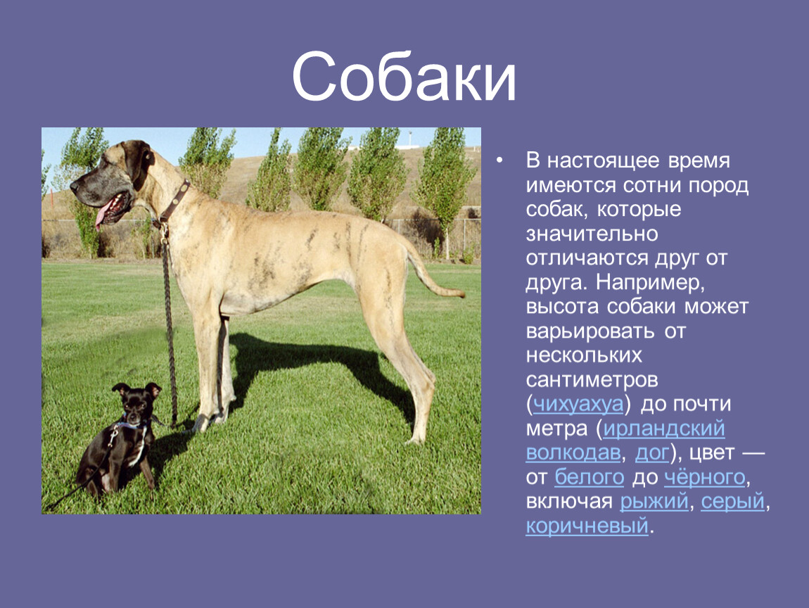 Про собак 2 класс. Доклад про собаку. Доклад про домашних собак. Презентация домашние животные собака. Презентация на тему собака домашнее животное.