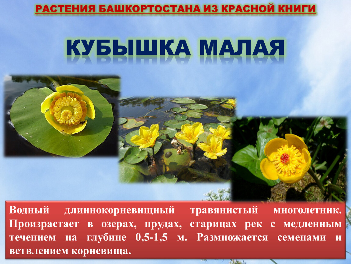 Цветы красной книги россии фото и описание