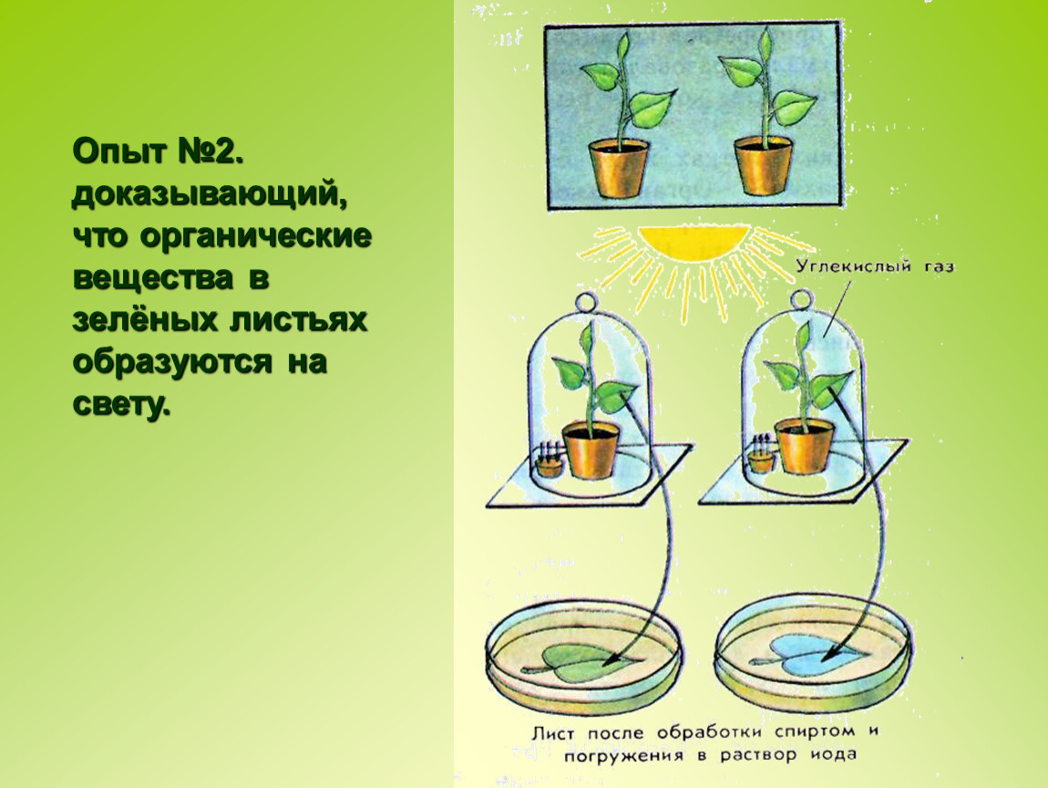 Опыты доказывающие фотосинтез растений
