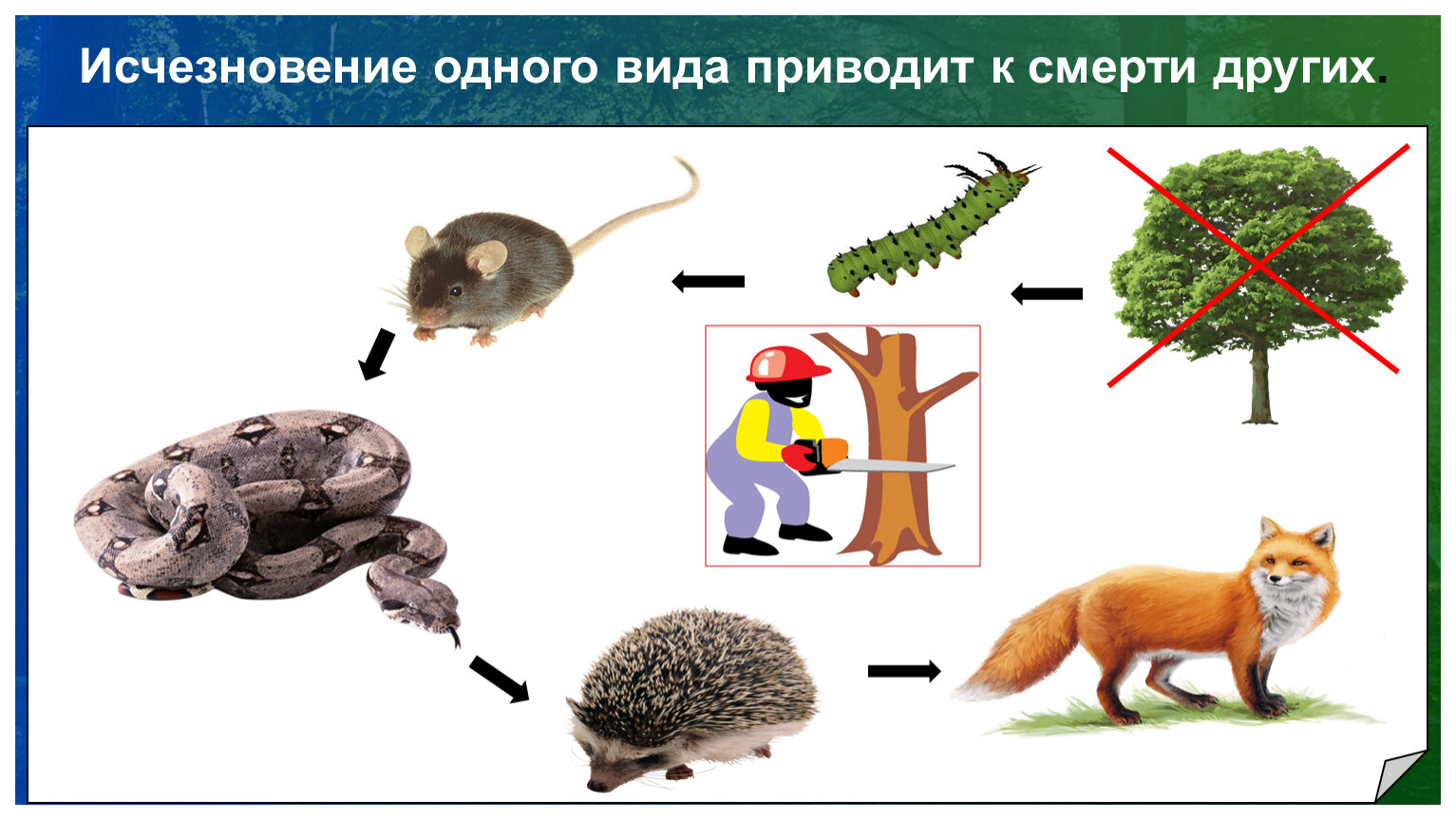 Вид приходить. Исчезновение одного вида приводи в исчезновению всех.