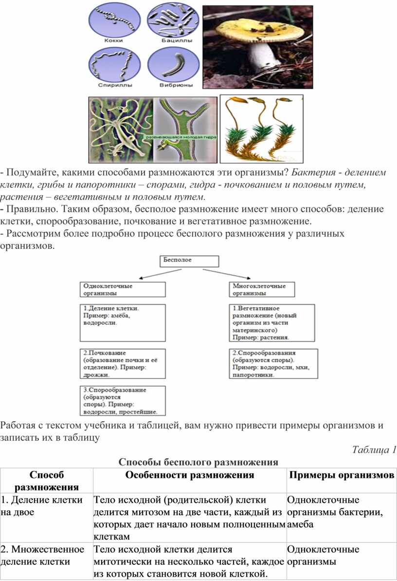 Урок биологии в 7 классе Тема 