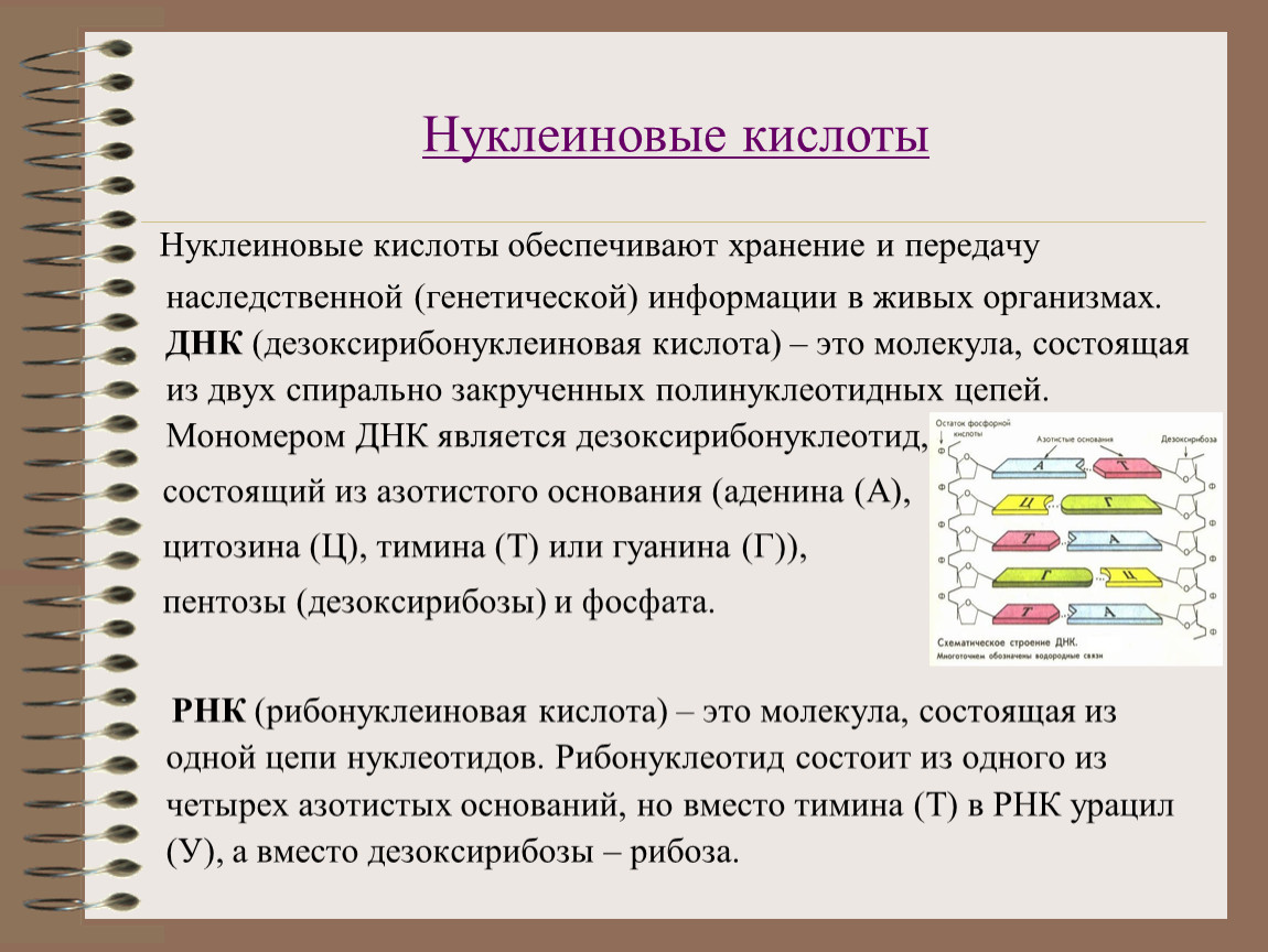 Хранение нуклеиновых кислот. Нуклеиновые кислоты. Нуклеиновые кислоты хранят и передают наследственную информацию. Нуклеиновые кислоты кратко. Хранение и передачу генетической информации обеспечивают.