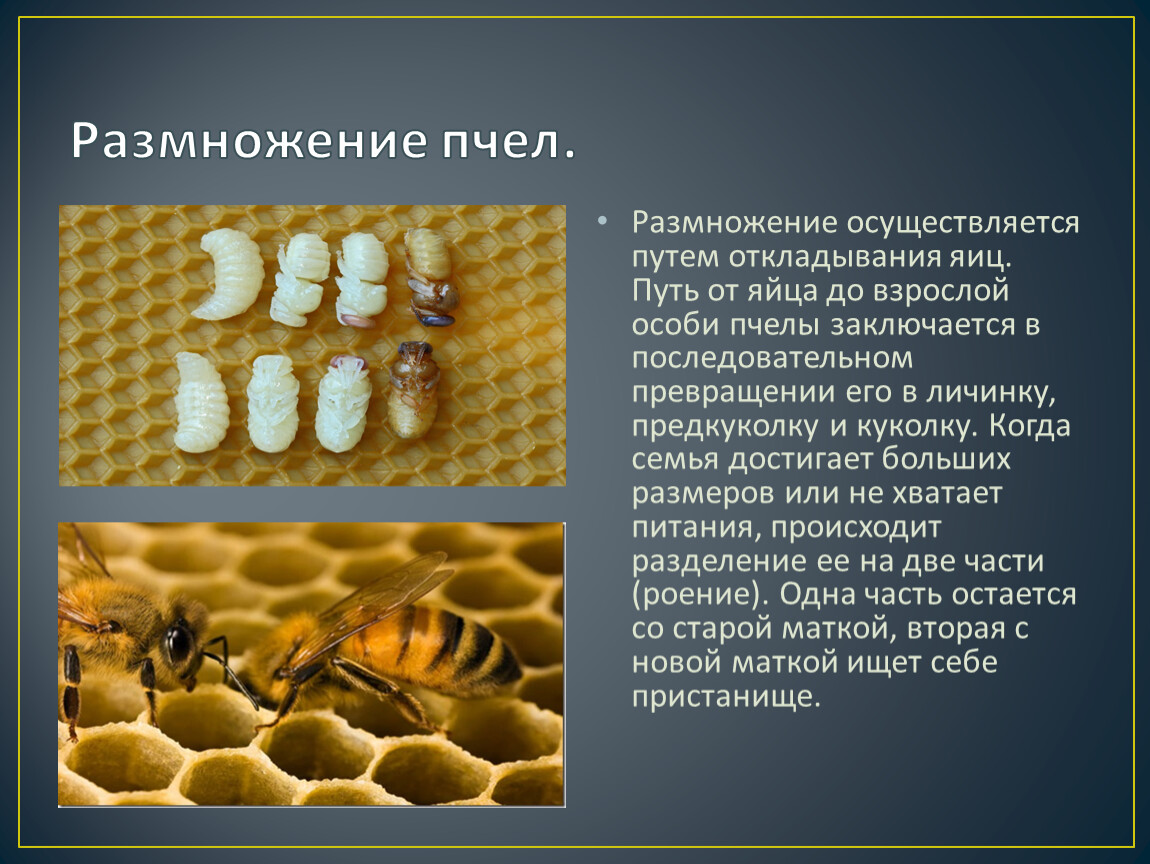 Превращение пчелы медоносной. Пчела медоносная размножение. Стадии развития личинки пчелы. Форма размножения пчелы медоносной. Матка пчелы откладывает яйца.