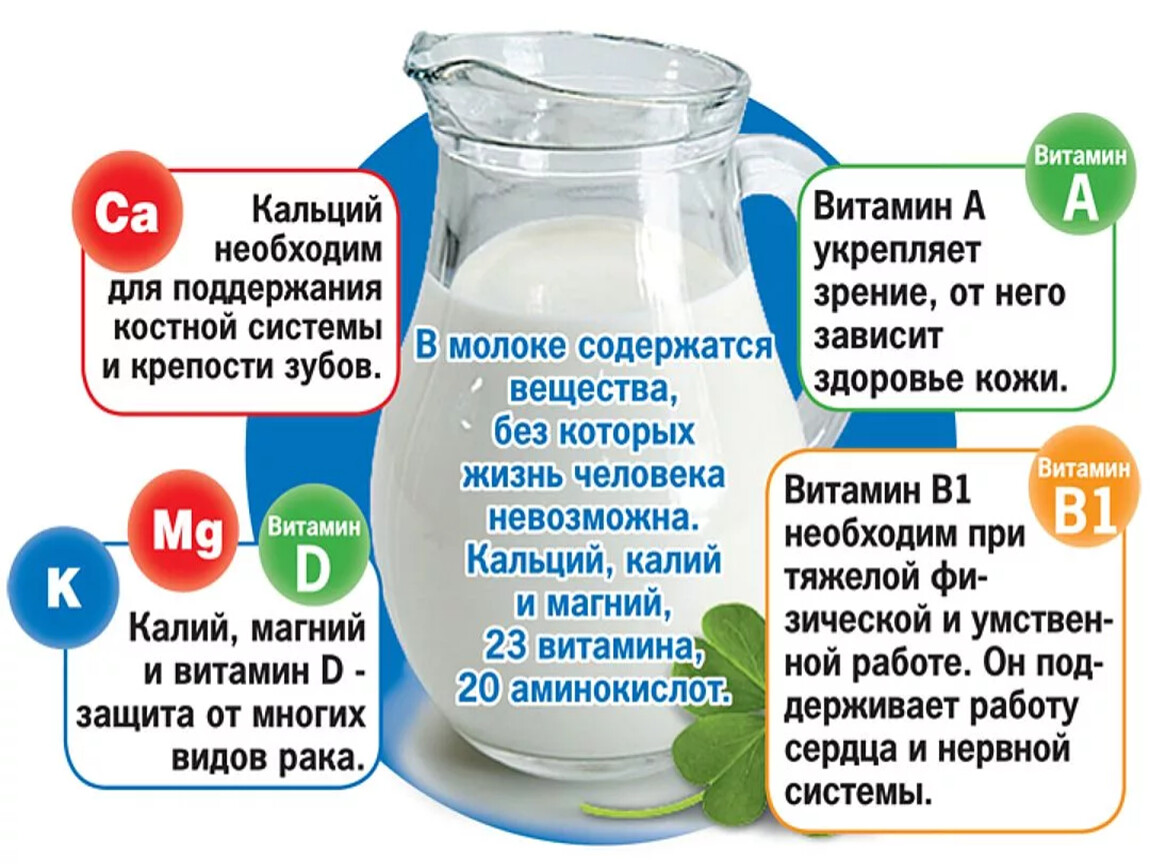 Чем полезно коровье молоко для человека