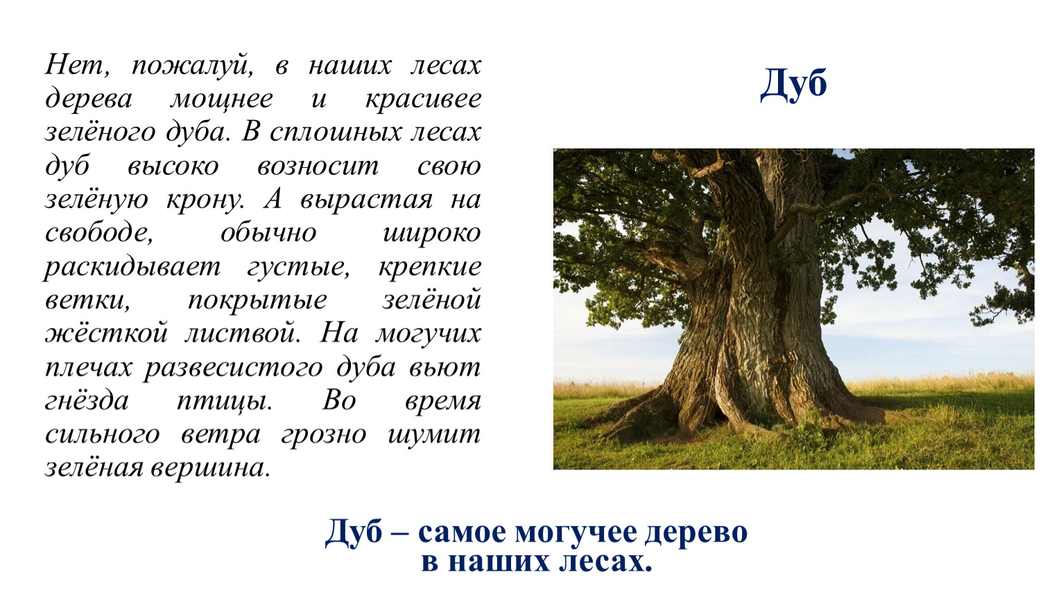 В русских лесах пожалуй нет дерева