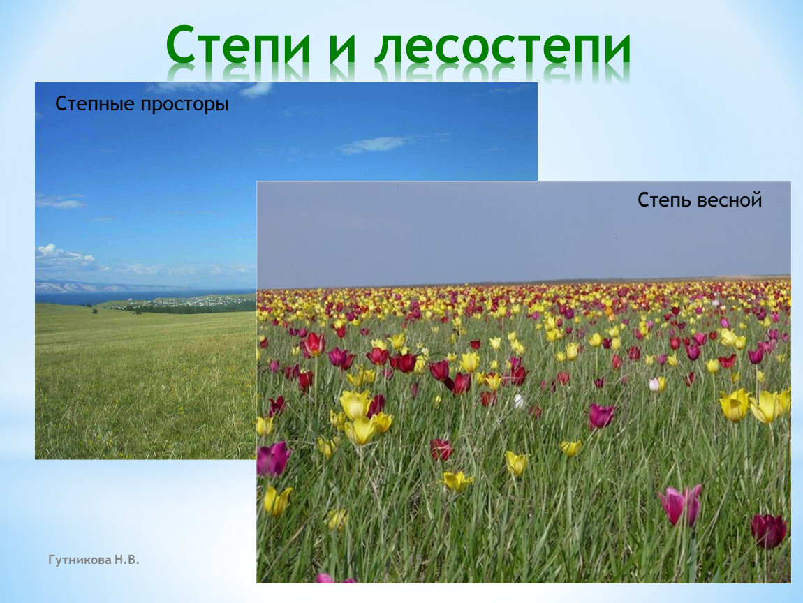 Природное сообщество степь презентация. Степи и лесостепи Евразии. Степь весной. Растения степей Евразии. Макет степь весной.