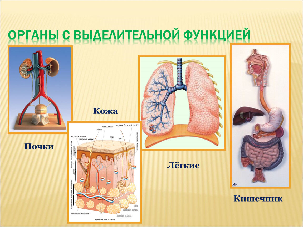 Заболевания органов мочевыделения презентация 8 класс пасечник